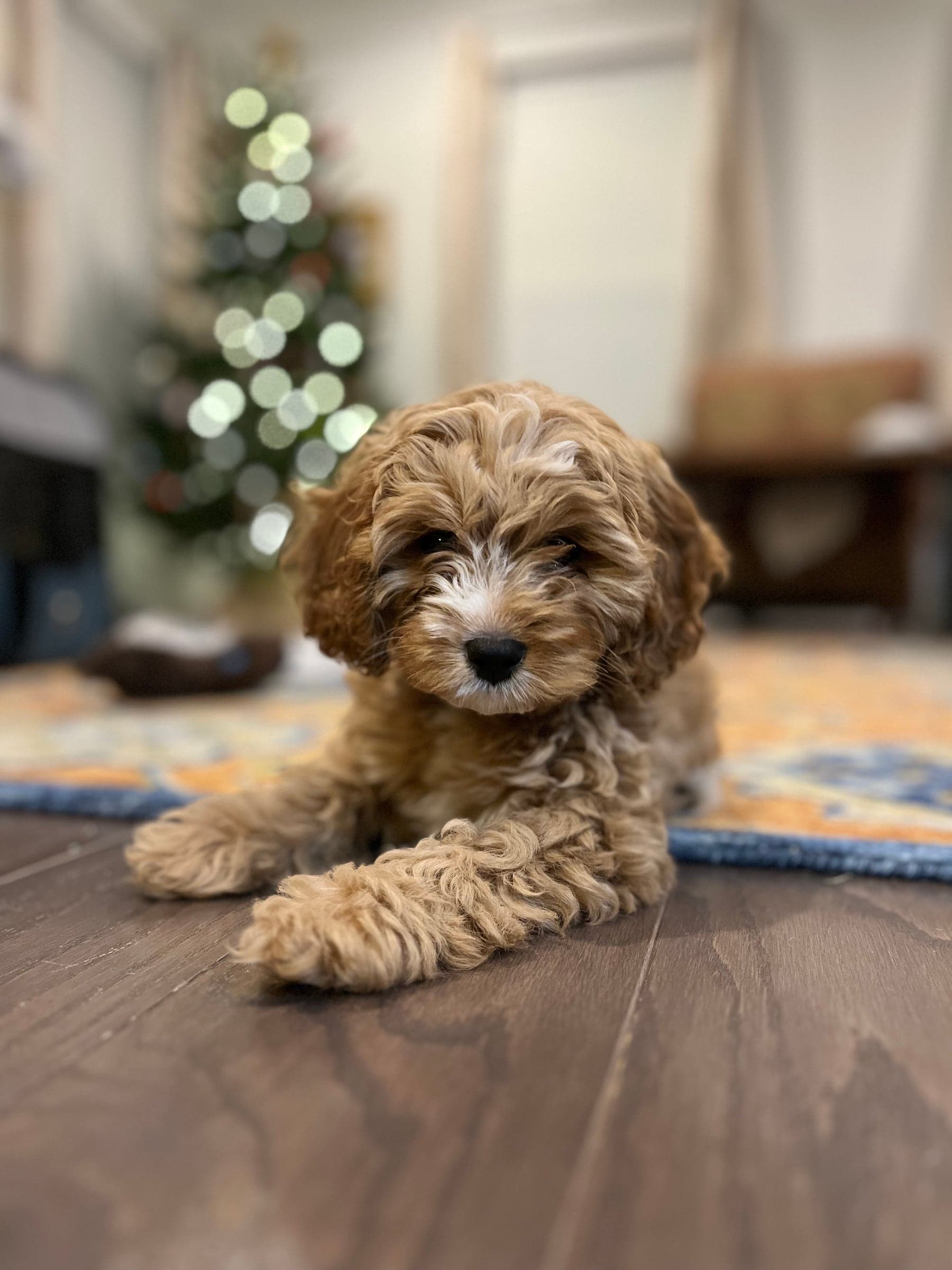 Mercy Lane Poodles