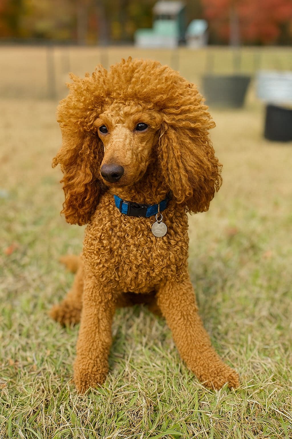 Mercy Lane Poodles