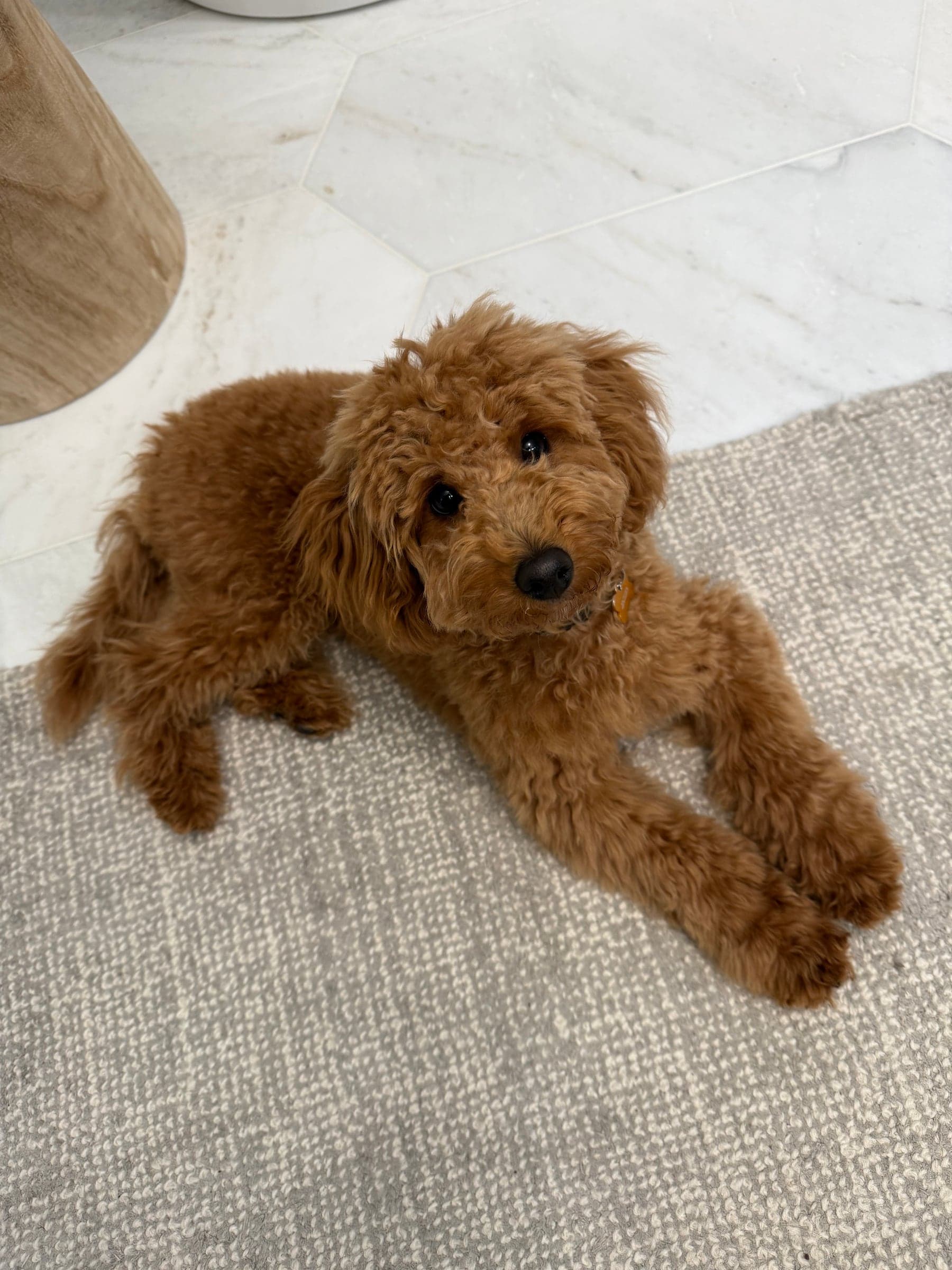 Mercy Lane Poodles