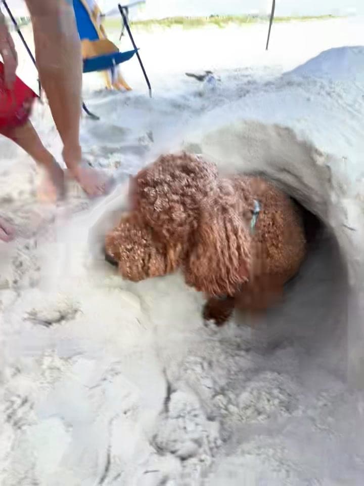 Mercy Lane Poodles