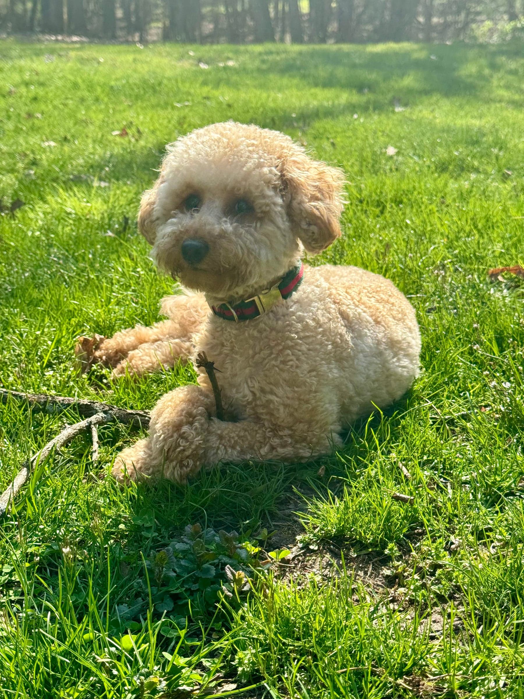 Miniature Poodles
