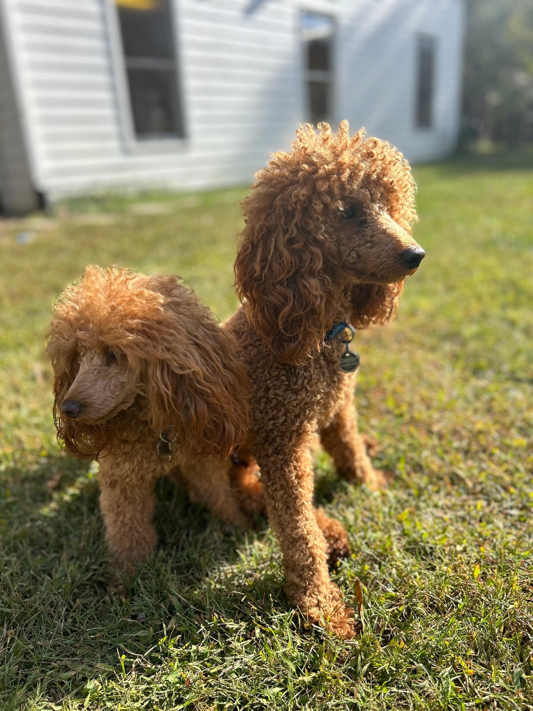 Mercy Lane Poodles